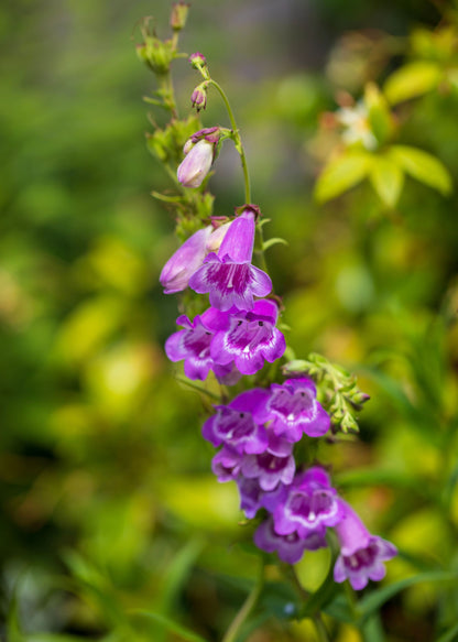 Penstemon 'Sour Grapes'