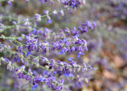 Perovskia 'Little Spire'