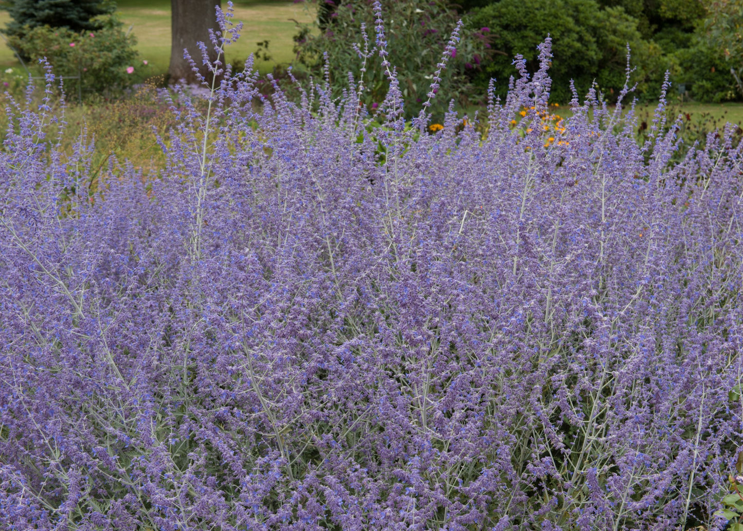 Perovskia 'Little Spire'