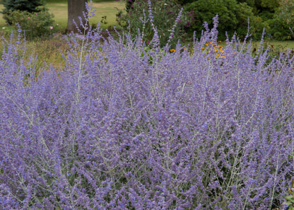 Perovskia 'Little Spire'