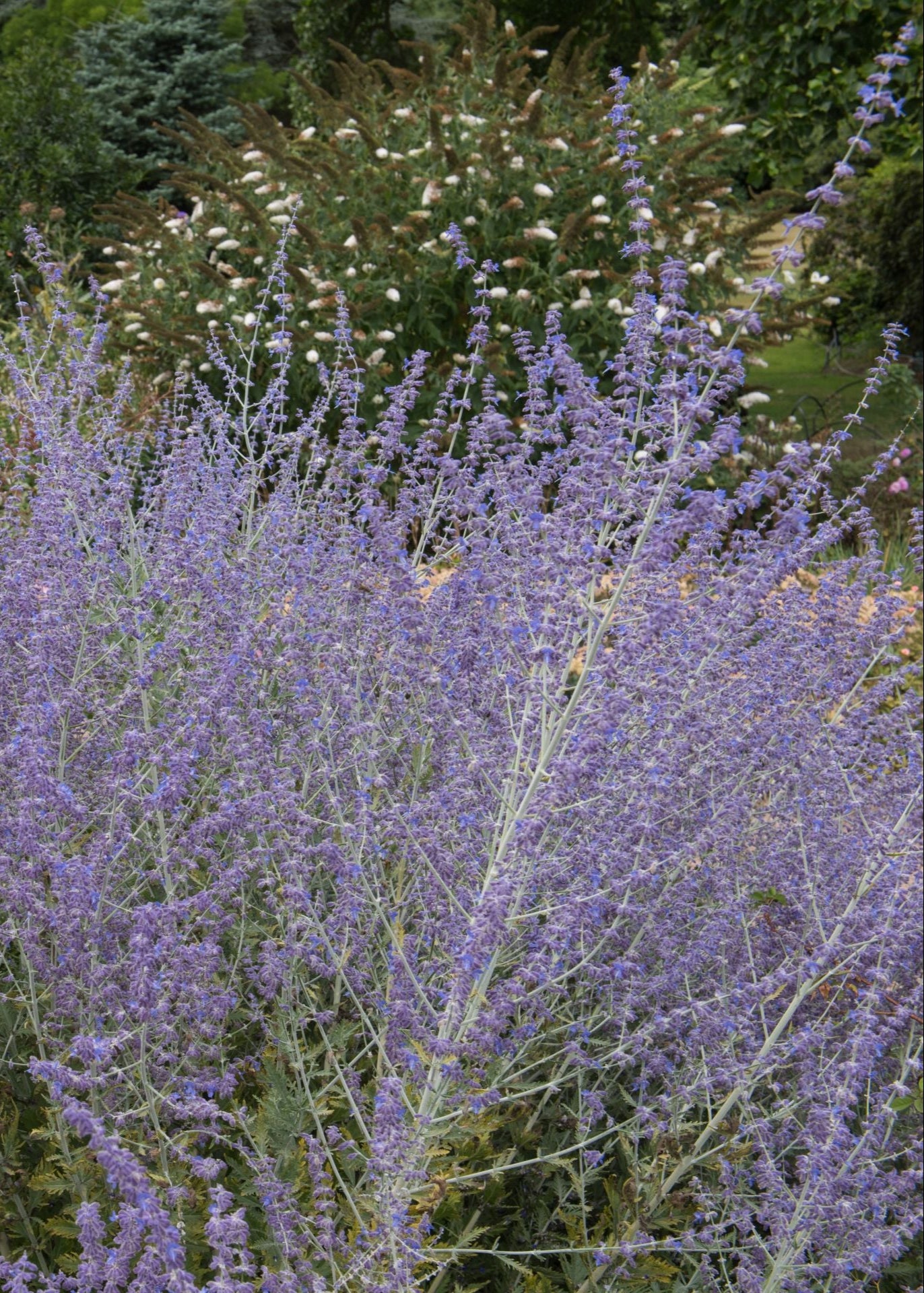 Perovskia 'Little Spire'