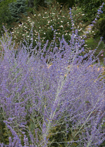 Perovskia 'Little Spire'