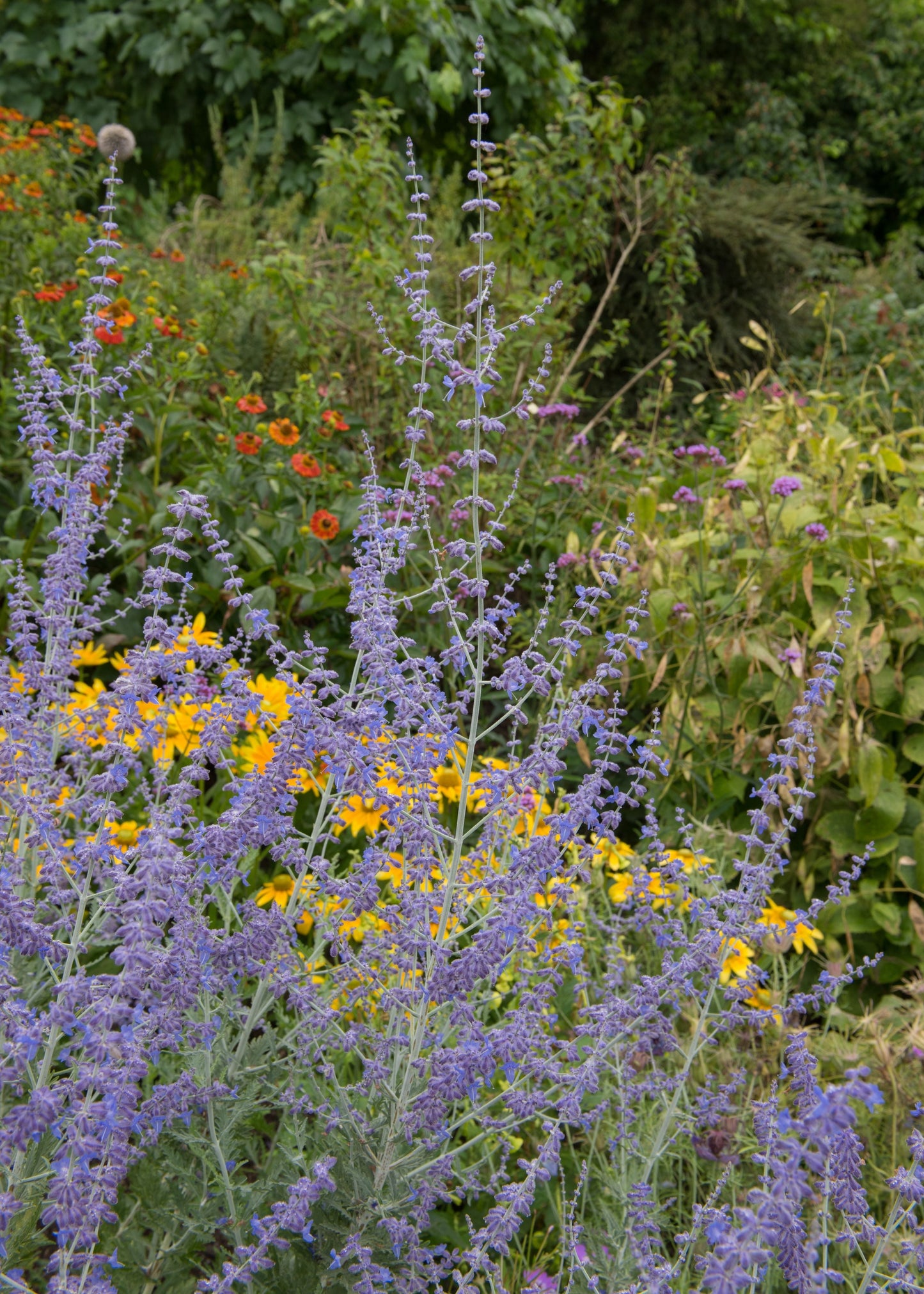 Perovskia 'Little Spire'