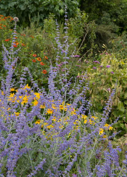 Perovskia 'Little Spire'