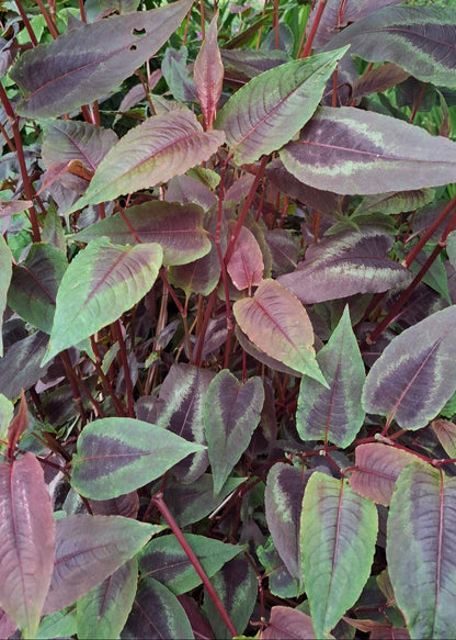 Persicaria microcephala 'Red Dragon'