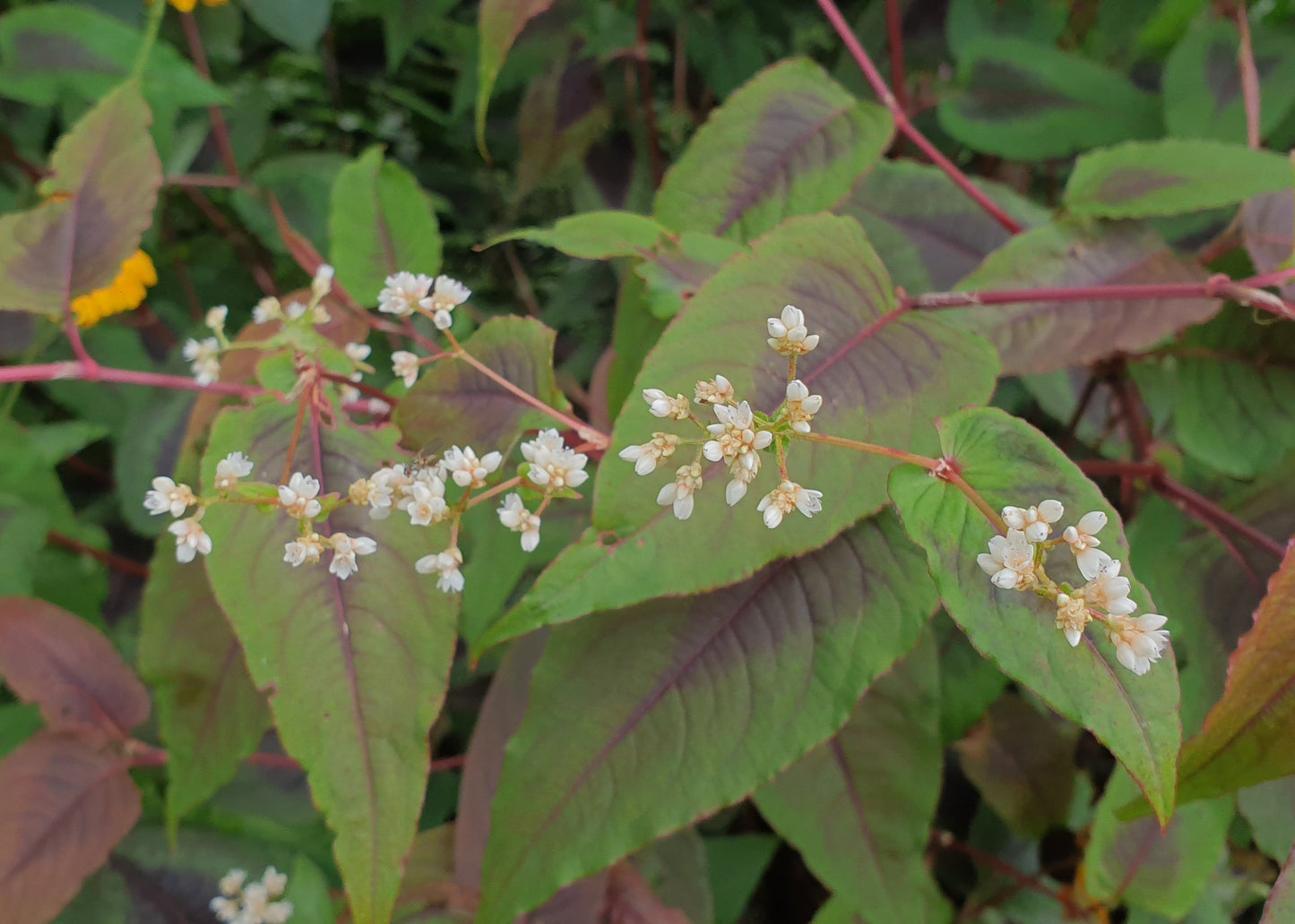 Persicaria microcephala 'Red Dragon'