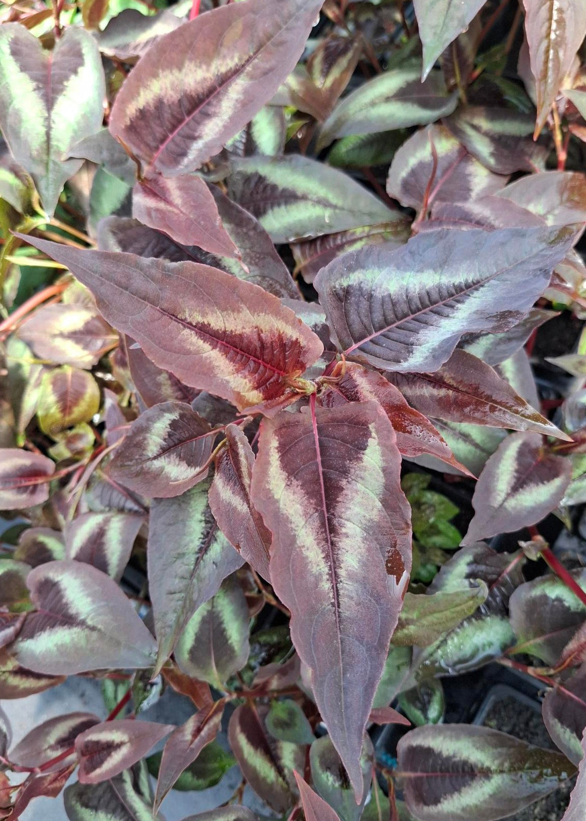 Persicaria microcephala 'Red Dragon'