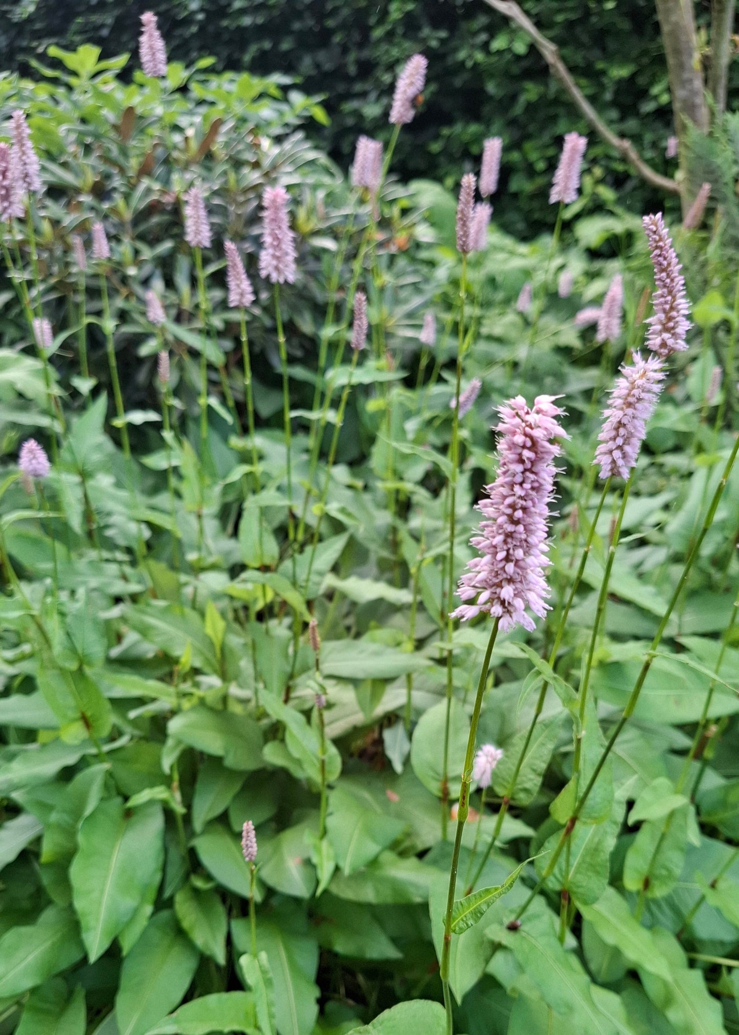 Persicaria bistorta 'Superba'