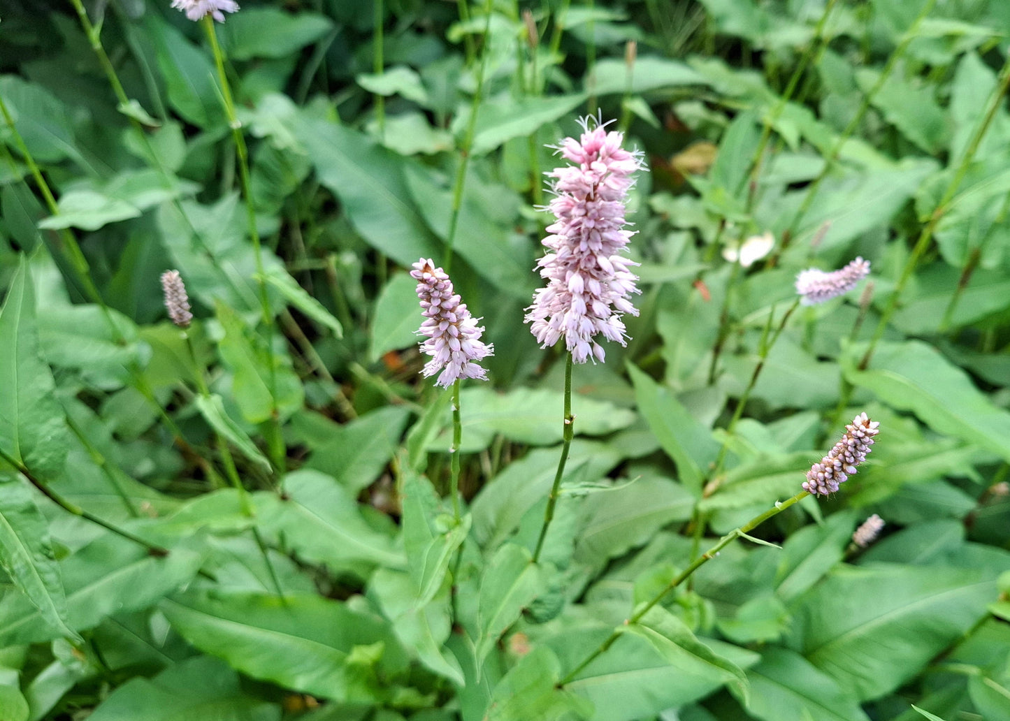 Persicaria bistorta 'Superba'