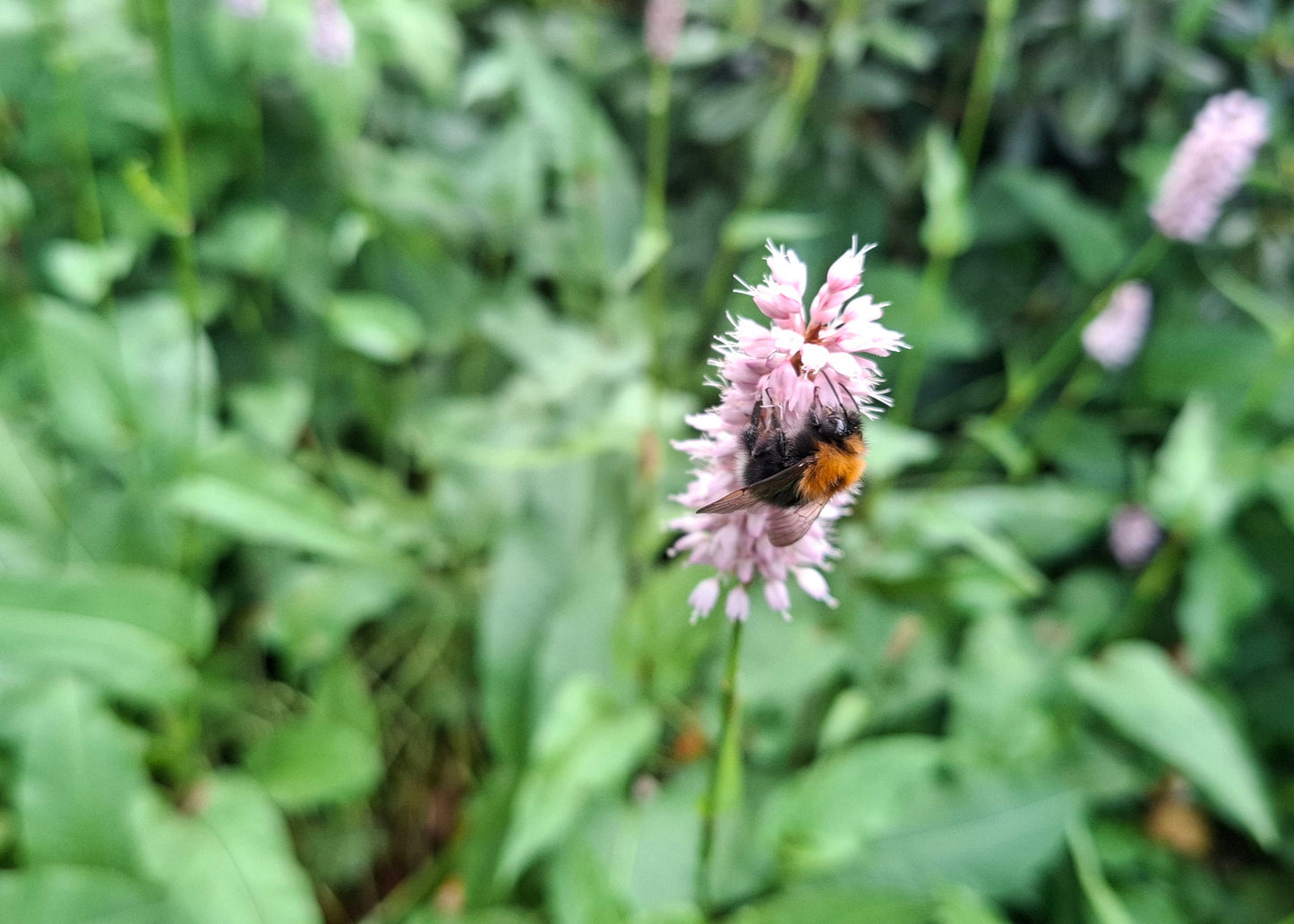Persicaria bistorta 'Superba'
