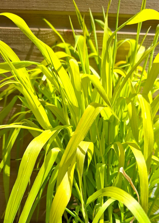 Phalaris arundinacea 'Pure Gold'