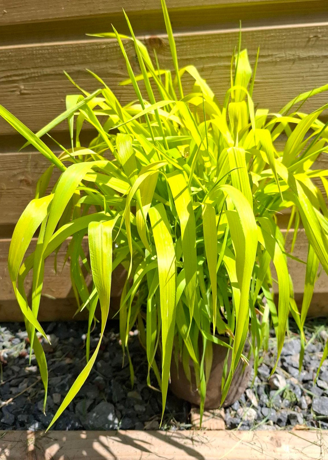 Phalaris arundinacea 'Pure Gold'