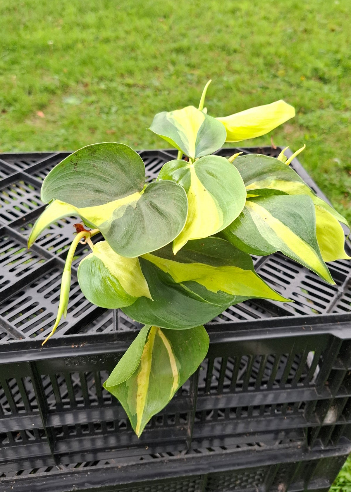 Philodendron scandens 'Brasil'