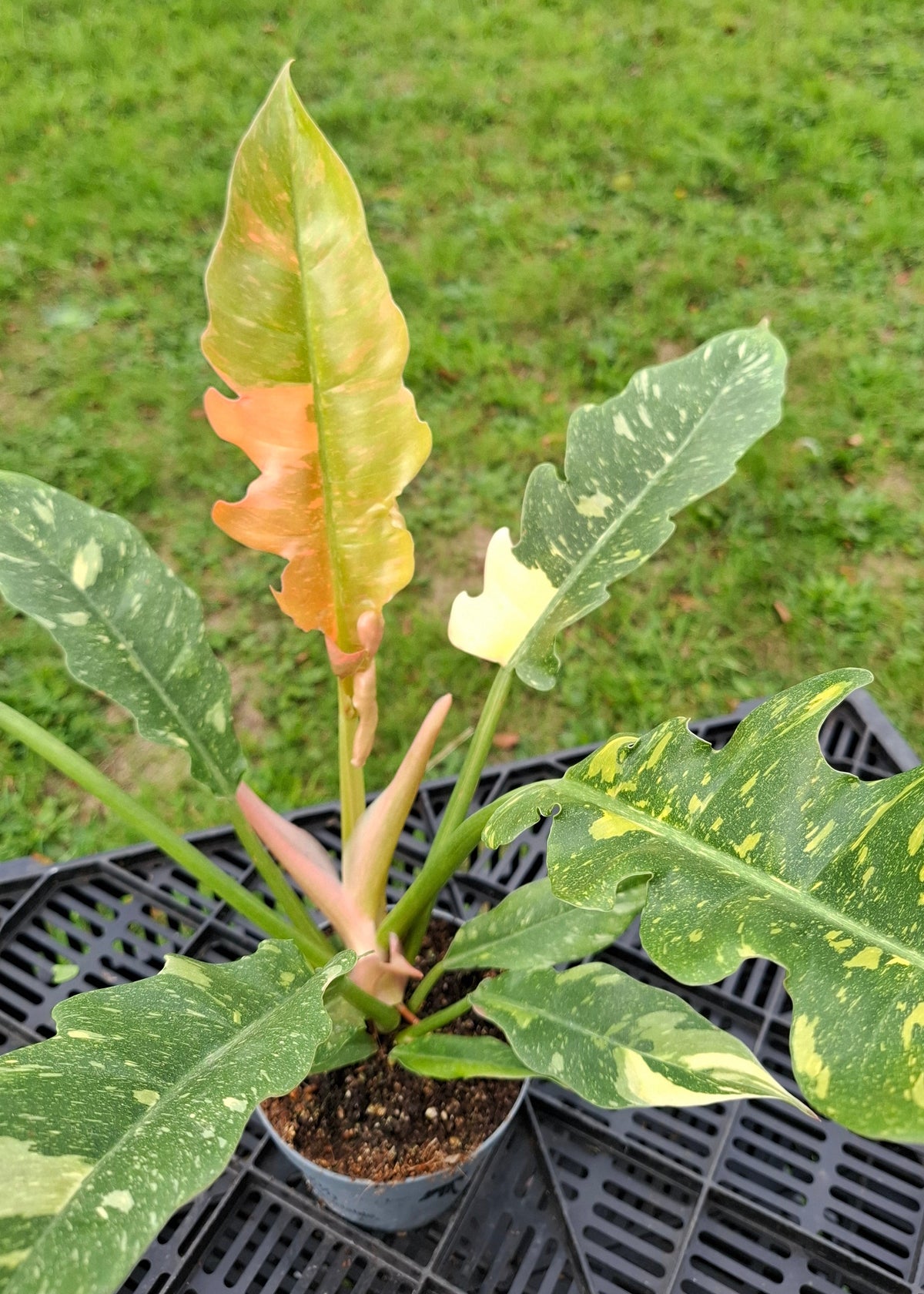 Philodendron 'Ring of Fire'