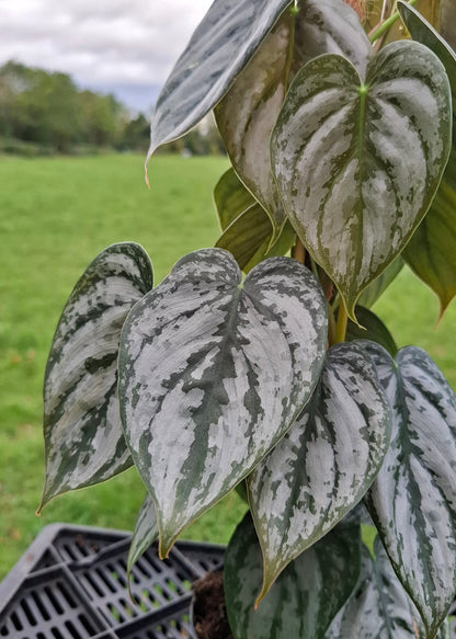 Philodendron brandtianum
