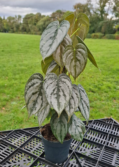 Philodendron brandtianum