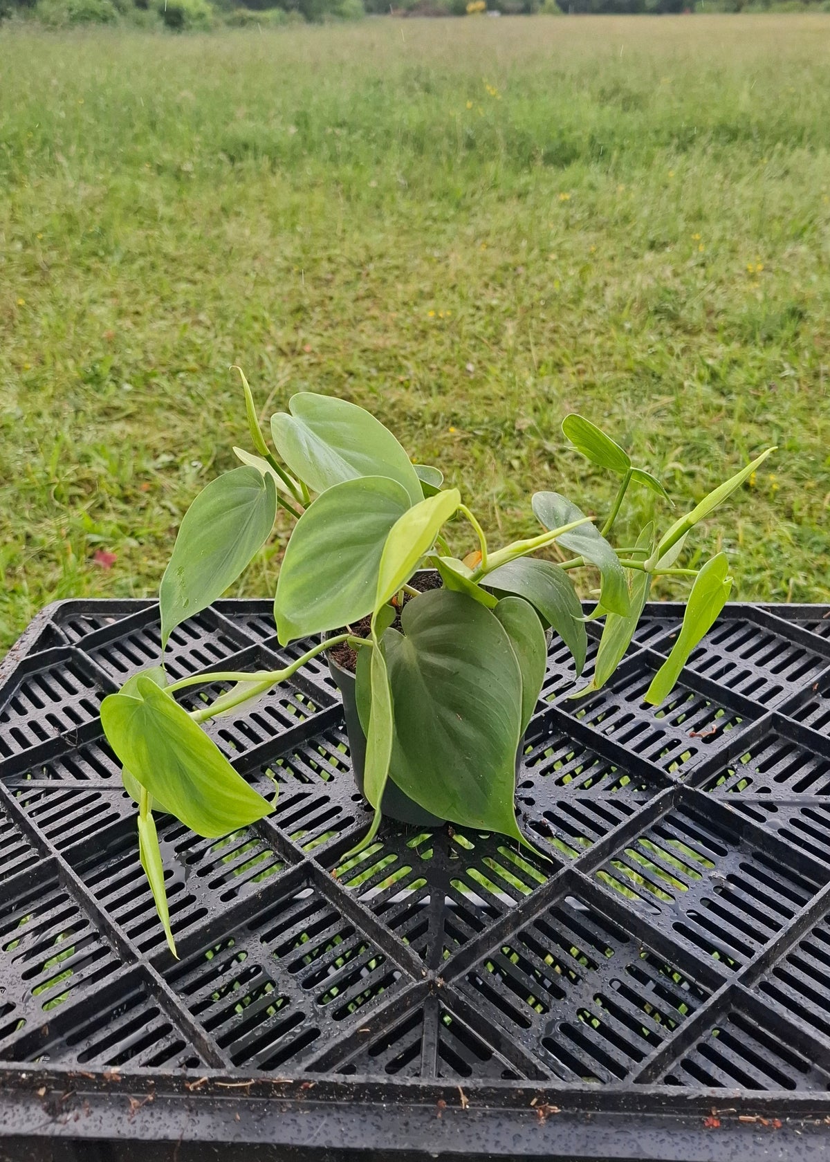 Philodendron scandens