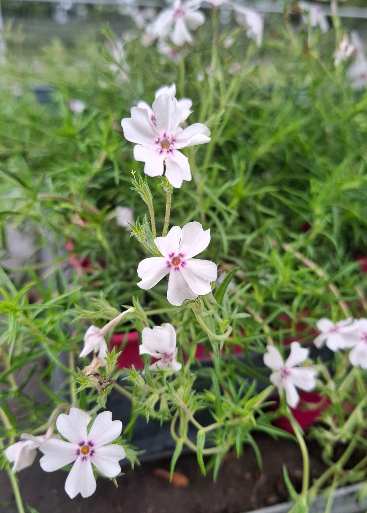 Phlox subulata 'Amazing Grace'