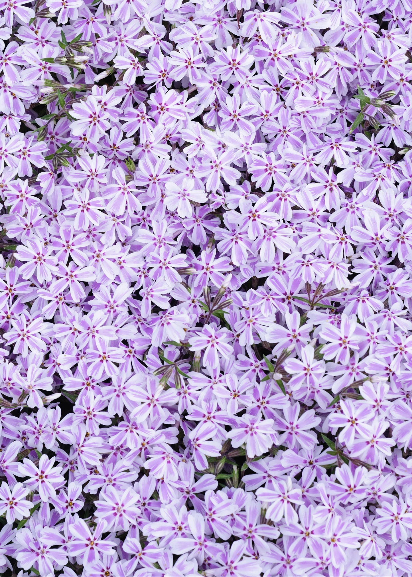 Phlox subulata 'Candy Stripe'