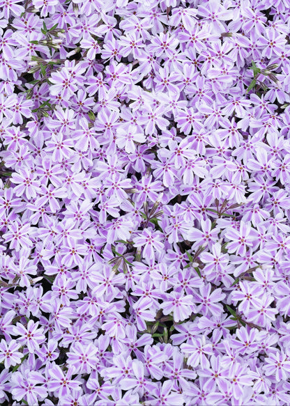 Phlox subulata 'Candy Stripe'