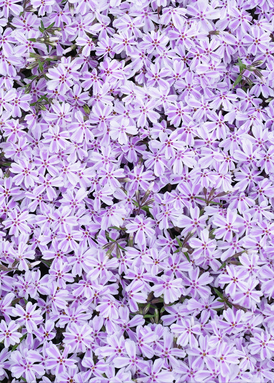 Phlox subulata 'Candy Stripe'