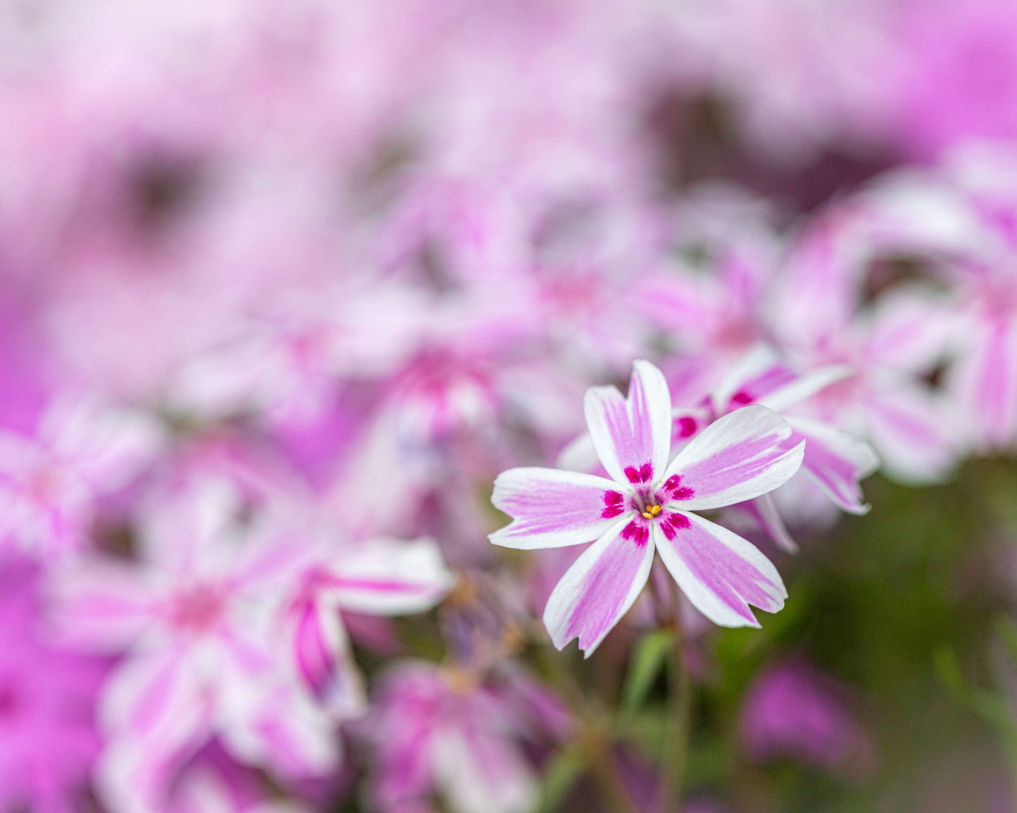 Phlox subulata 'Candy Stripe'