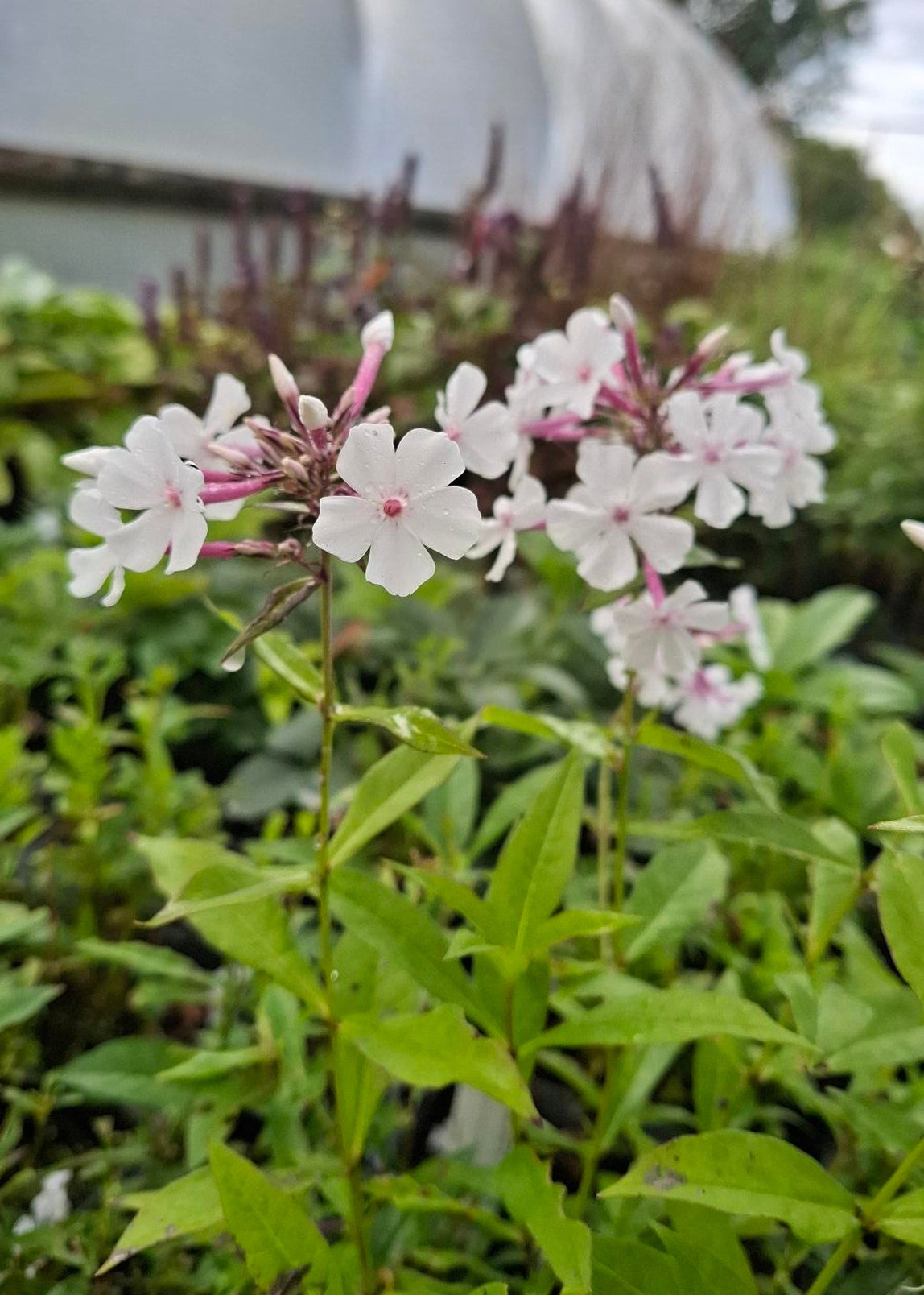 Phlox paniculata 'Nirvana'