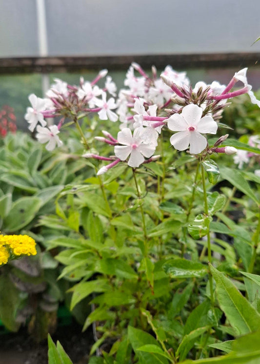 Phlox paniculata 'Nirvana'