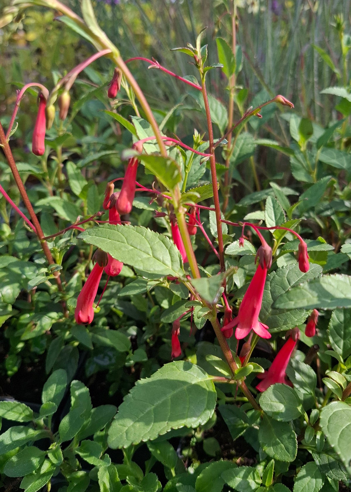 Phygelius x rectus 'African Queen'