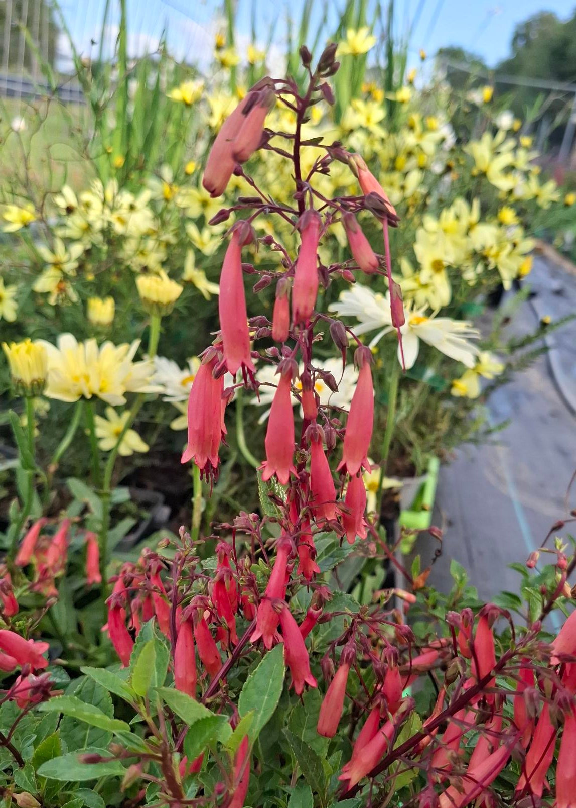 Phygelius 'Candy Drops Tangerine'