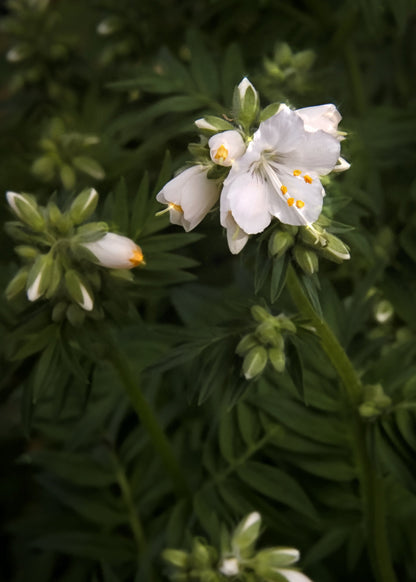 Polemonium caeruleum 'Album'