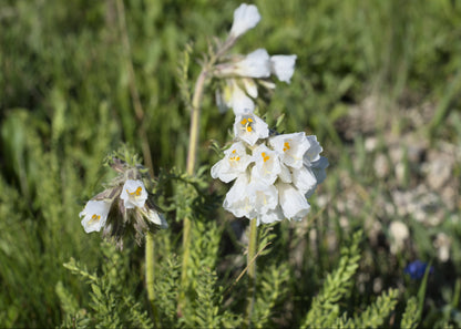Polemonium caeruleum 'Album'