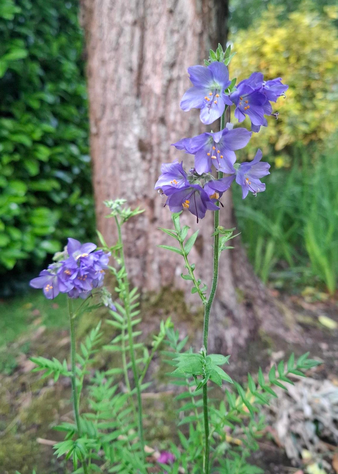 Polemonium caeruleum 'Bambino Blue'