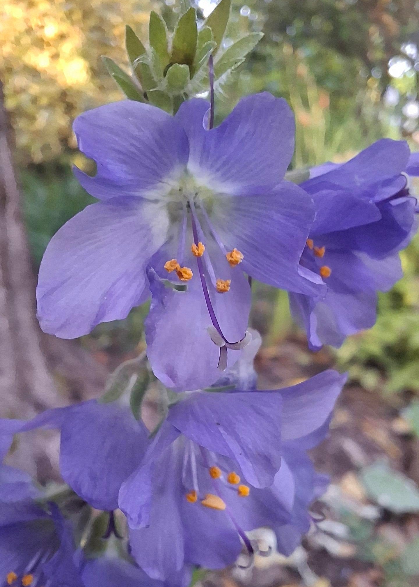 Polemonium caeruleum 'Bambino Blue'