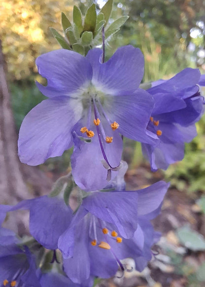 Polemonium caeruleum 'Bambino Blue'