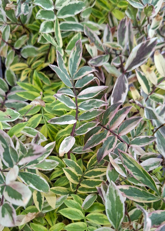 Polemonium pulcherrimum 'Golden Feathers'
