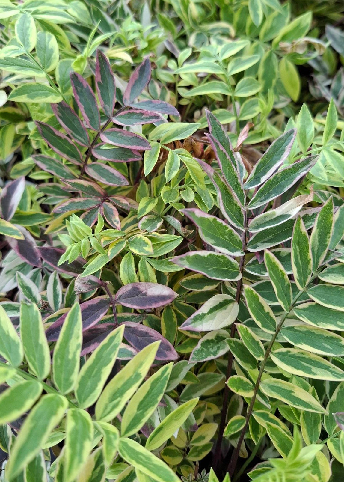 Polemonium pulcherrimum 'Golden Feathers'