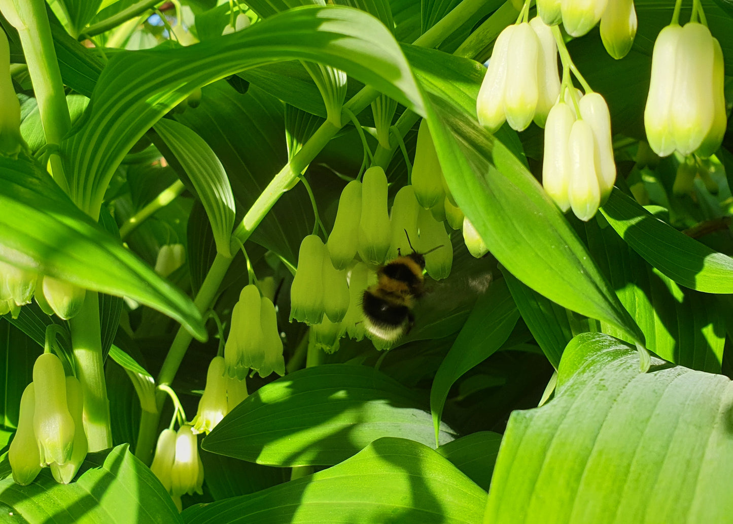 Polygonatum multiflorum / Solomon's Seal