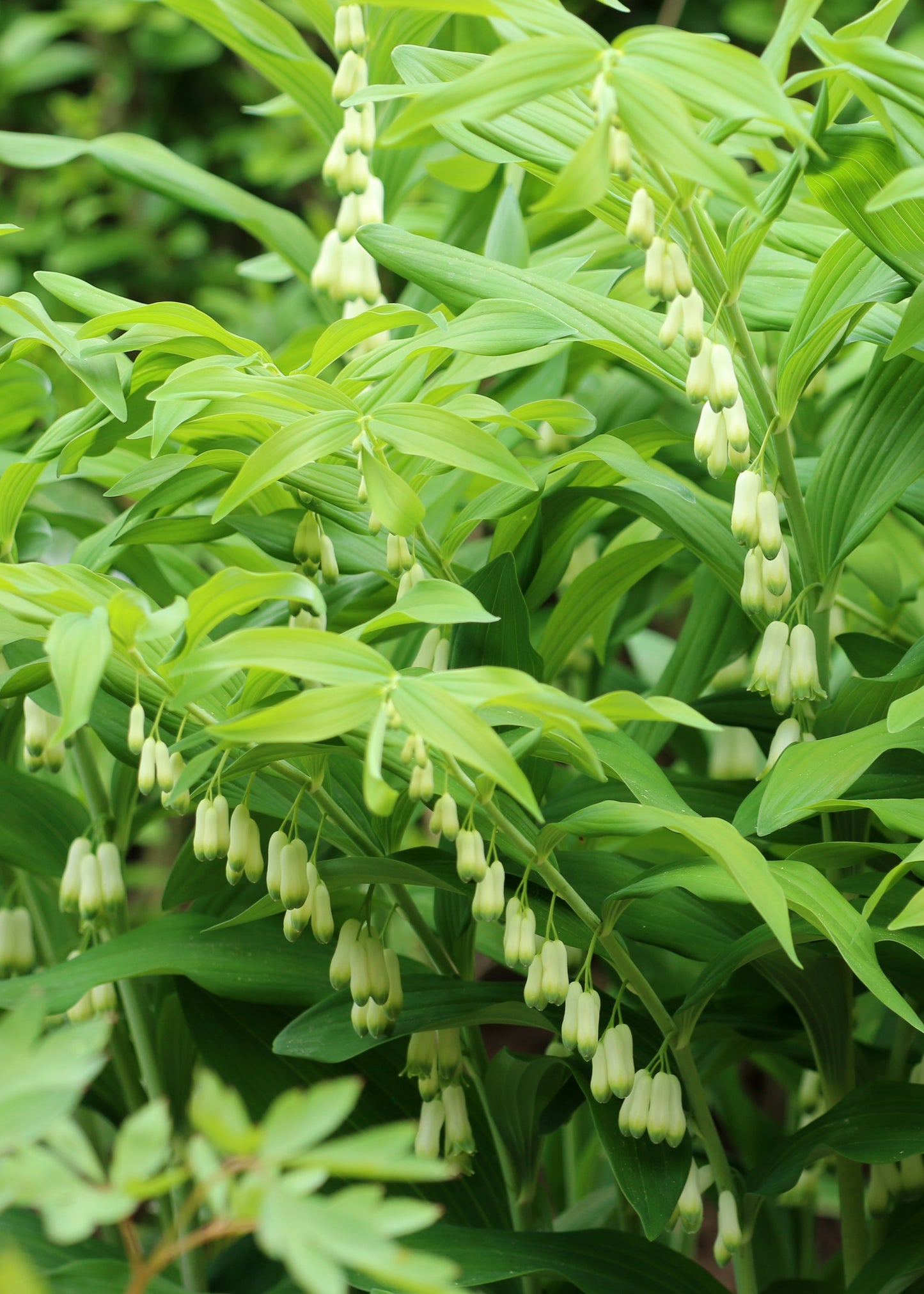 Polygonatum multiflorum / Solomon's Seal
