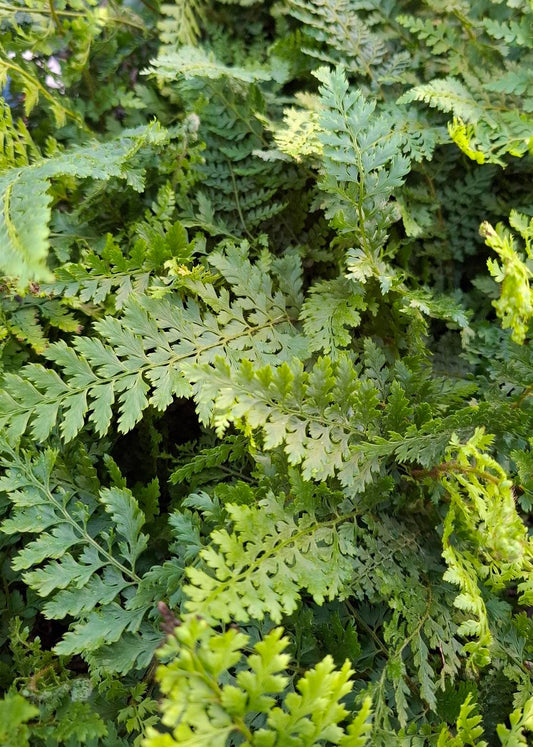 Polystichum setiferum 'Herrenhausen'