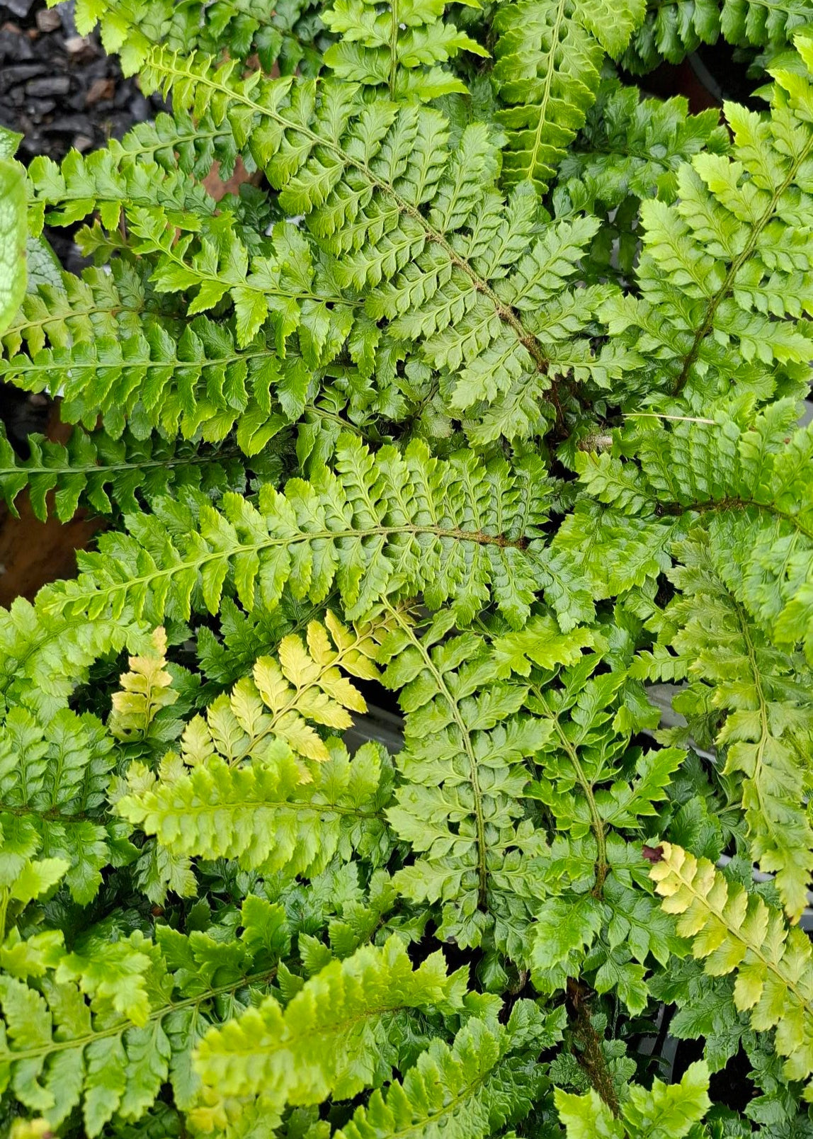 Polystichum polyblepharum