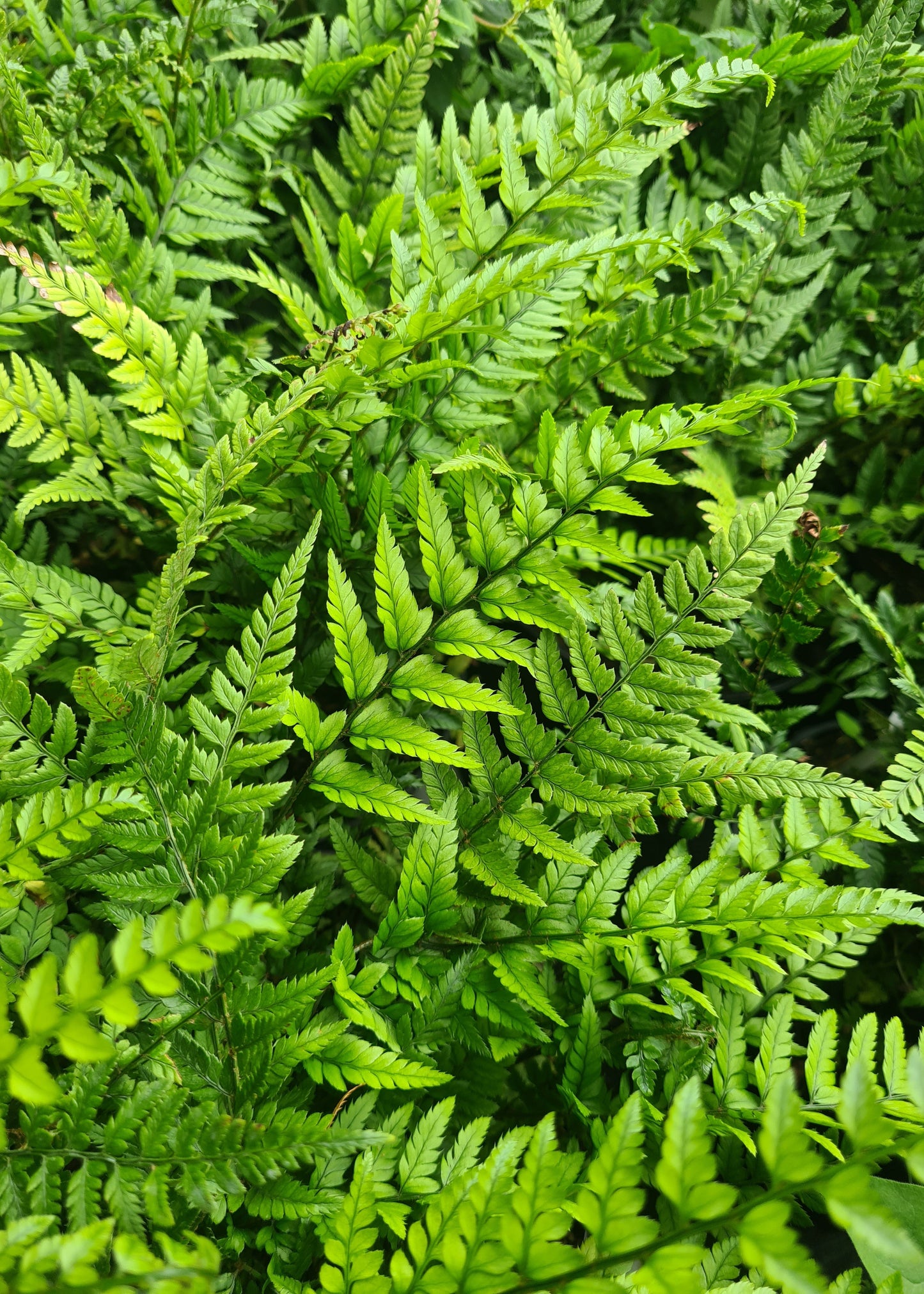 Polystichum tsus-simense