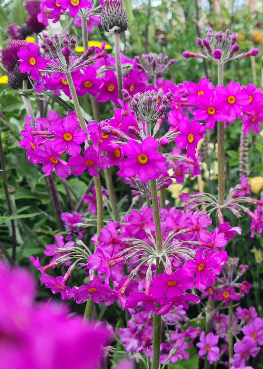 Primula 'Candelabra Hybrids'