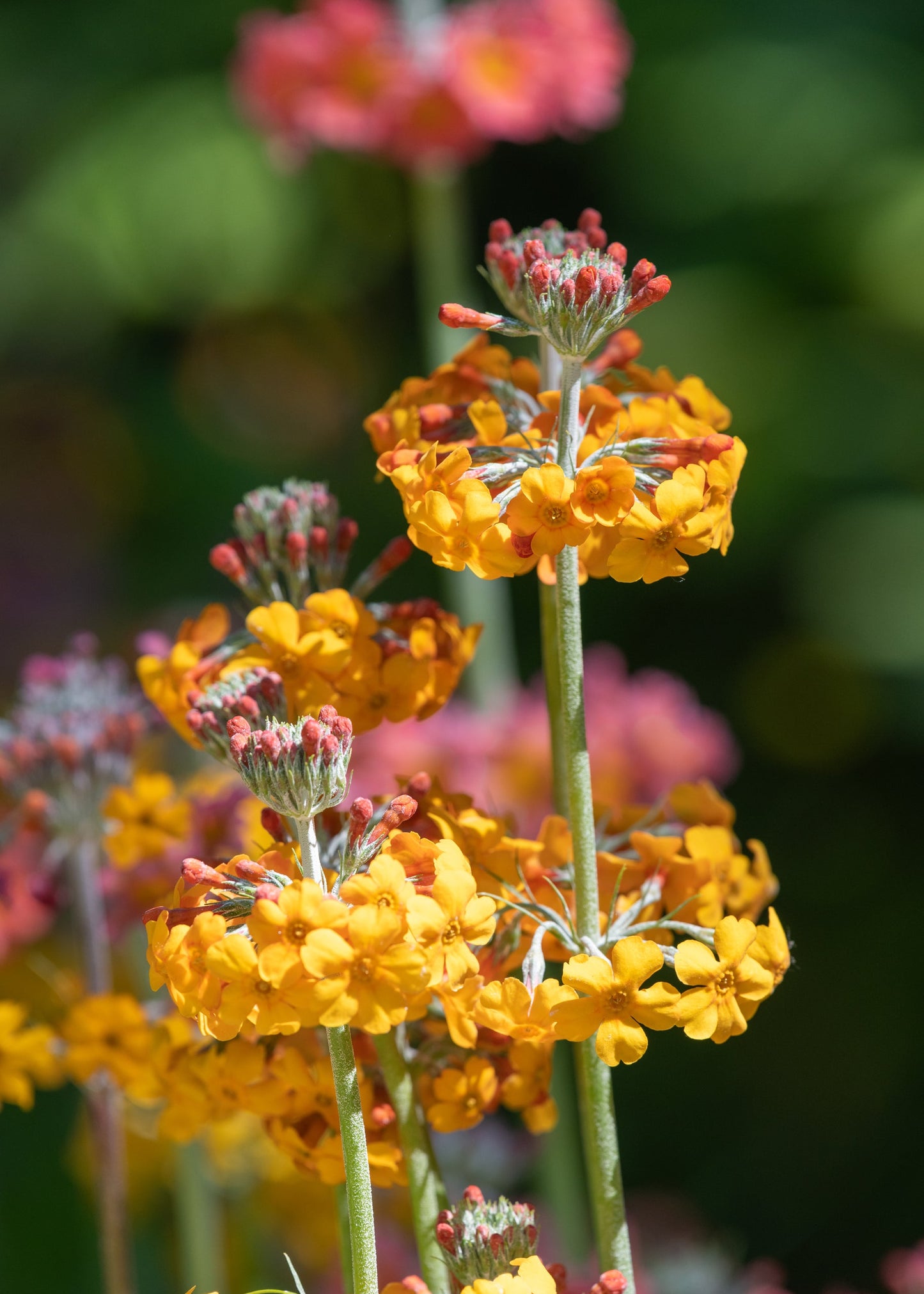 Primula x bulleesiana