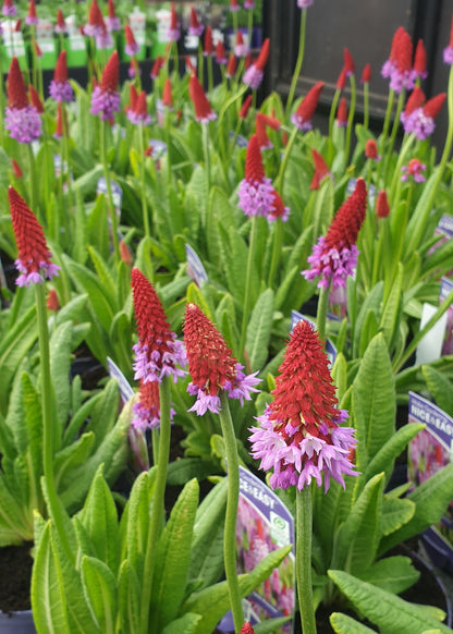 Primula vialii