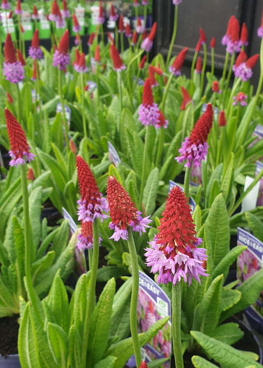 Primula vialii
