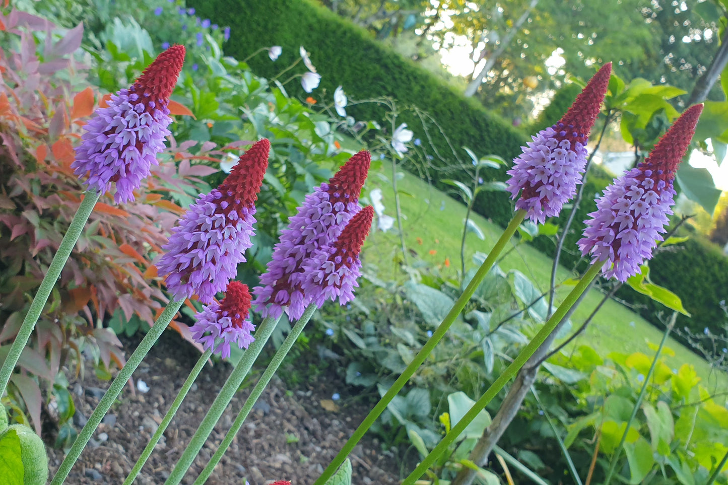 Primula vialii