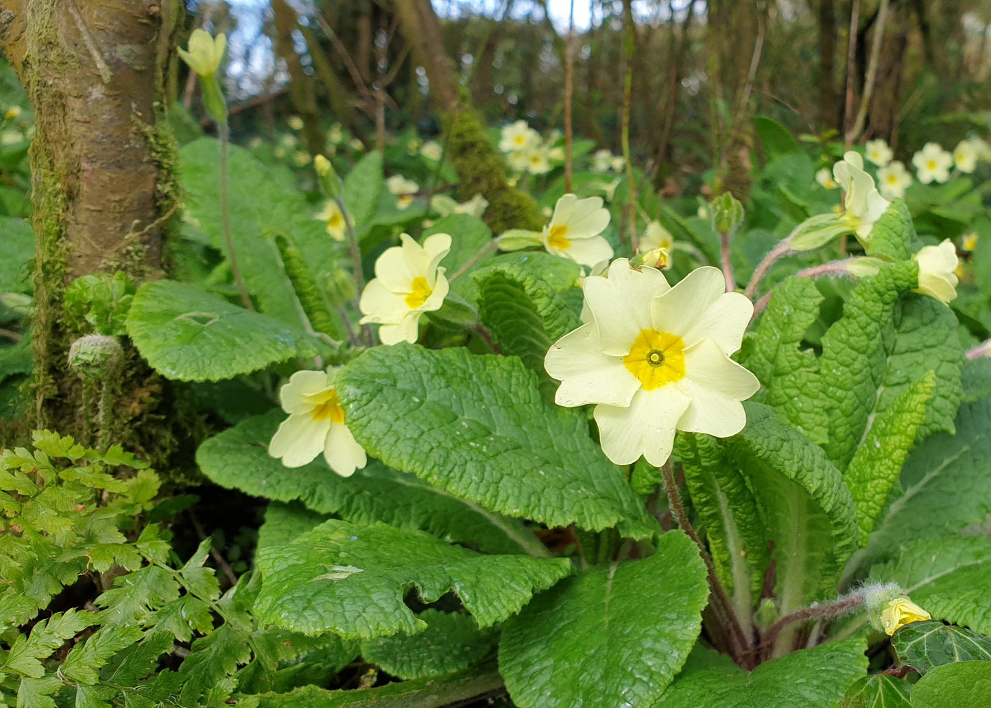 Primula vulgaris / Common Primrose