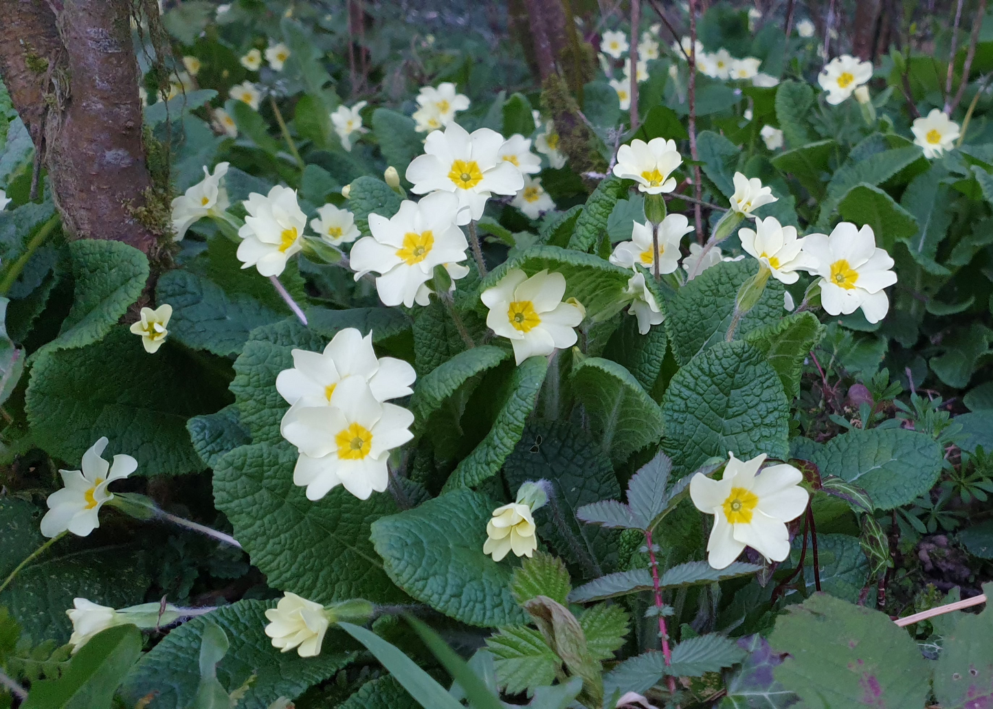 Primula vulgaris / Common Primrose