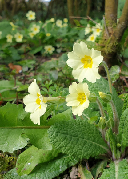 Primula vulgaris / Common Primrose